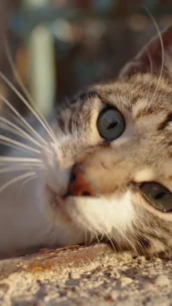 Pruhované Kočičí Salonky Skalách Užívají Slunce Zpomaleném Filmu Zblízka — Stock video