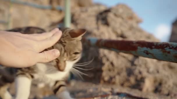 내성적인 고양이는 따릅니다 손으로 머리를 가볍게 그리고 그것은 불쾌하게 바위에 — 비디오
