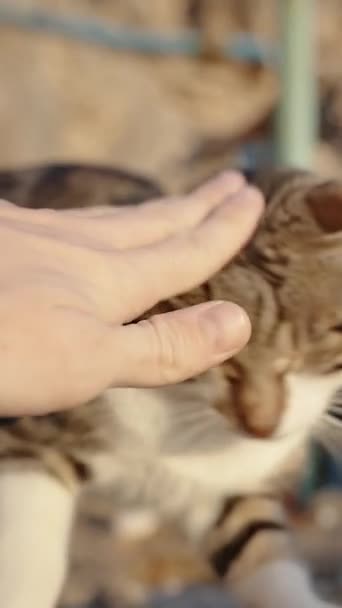 Pronásleduje Dotěrná Toulavá Kočka Lehce Poklepu Rukou Hlavu Nepříjemně Lehne — Stock video
