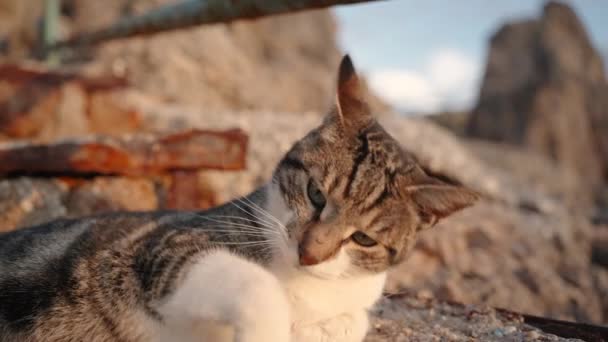 Zbłąkany Kot Cieszy Się Słońcem Leżąc Zardzewiałych Schodach Nad Skałami — Wideo stockowe