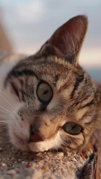 一只流浪猫躺在生锈的台阶上 日落和大海都在后面 它全神贯注地盯着什么东西 — 图库视频影像