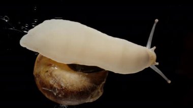 Aşağıdan bize bir salyangozun nasıl hareket ettiğini ve bacağını bir dalga gibi kaldırdığını gösteriyor. Siyah bir arkaplan üzerindeki cam boyunca.