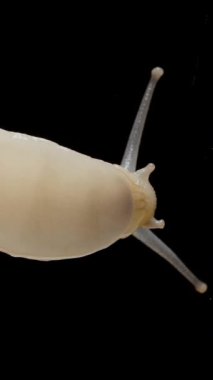 Dikey video. Aşağıdan bize bir salyangozun nasıl hareket ettiğini ve bacağını bir dalga gibi kaldırdığını gösteriyor. Siyah bir arkaplan üzerindeki cam boyunca.