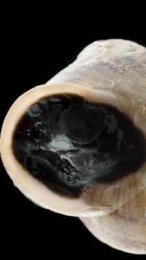 Dikey video. Dormancy 'den sonra kabuğundan çıkmaya hazır bir salyangoz, kapısı hareket eder ve hafifçe açılır. Siyah Arkaplanda Aşağıdan Camın Arasına Macro Görünümü.