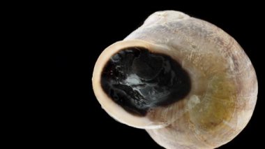 Macro Zoom, Salyangoz 'un Epiphragmasında, Uyanır ve Kabuktan çıkmaya hazırdır, Siyah Organik Kapı' yı açar ve kapatır.