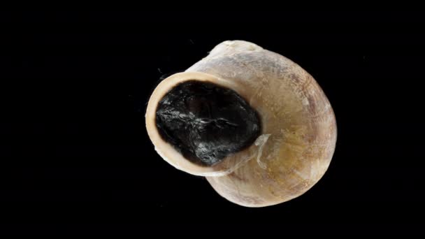 Snail Awakens Its Shell Slightly Opening Door Epiphragm Macro — Stock Video
