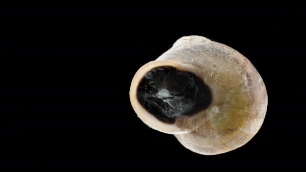 Snail Ready Emerge Its Shell Dormancy Its Door Moves Slightly — Stock Video