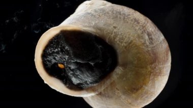 Salyangozun Kabuğundaki Canlı Kapının Altından Süper Macro Manzarası, Siyah Et Hareketleri ve İçerideki Kapı Hafifçe Açılıyor.