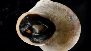 Bir salyangozun Kabuğuna Kapıları Açtığı ve Sürüne sürüne çıktığı zaman videosu. Aşağıdan Macro Görünümü.