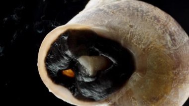 Salyangoz kabuğundan çıkar, Macro Zoom, Kapısı siyah bir arka planda açılır. Aşağıdan Görünüm.