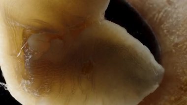 Salyangoz Ayağı 'nın Süper Macro' su. Salyangozun Dalga benzeri Hareket Yöntemini Gösteriyor.