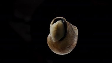 Salyangoz hızla kabuğundan çıkar ve cam boyunca sürünür. Aşağıdan Kara Arkaplan 'ın görüntüsü. Makro.