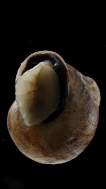 Dikey video. Salyangoz hızla kabuğundan çıkar ve cam boyunca sürünür. Aşağıdan Kara Arkaplan 'ın görüntüsü. Makro.