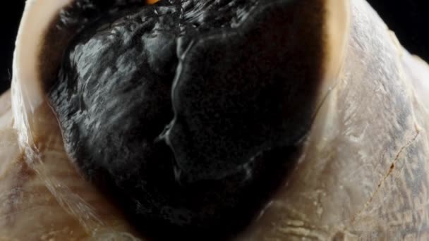 Macro Zoom Carne Negra Viva Porta Concha Caracol Ligeiramente Ajar — Vídeo de Stock