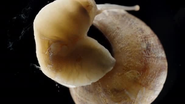 Escargot Commence Son Mouvement Sur Verre Vue Macro Bas Sur — Video