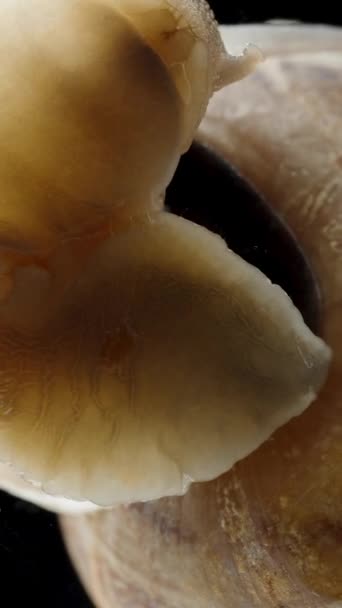 Vidéo Verticale Escargot Commence Son Mouvement Sur Verre Vue Macro — Video