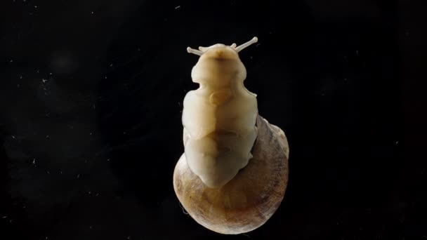 Macro View Snail Foot Van Onder Het Glas Toont Slopende — Stockvideo