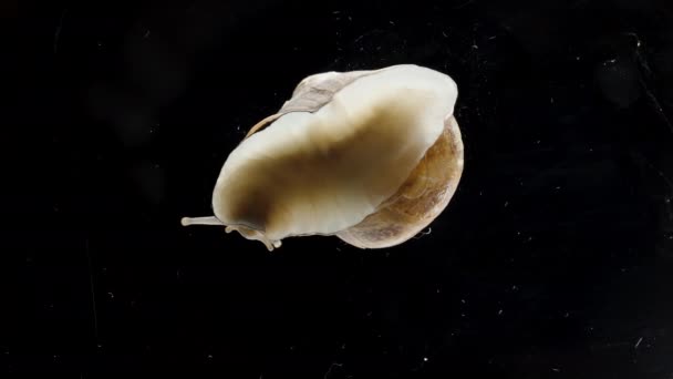 蜗牛被吓到了 并迅速地把头退回到壳里 宏观特写 从下面看 被隔离了 — 图库视频影像