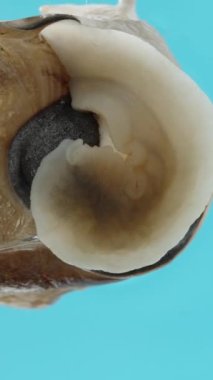 Dikey video. Salyangoz kabuğundan çıkar ve cam üzerinde sürünerek yukarı çıkar. Aşağıdan Macro Görünümü.