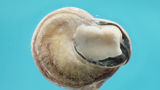 加速视频 蓝色背景下从其外壳出现的蜗牛的底部视图 — 图库视频影像