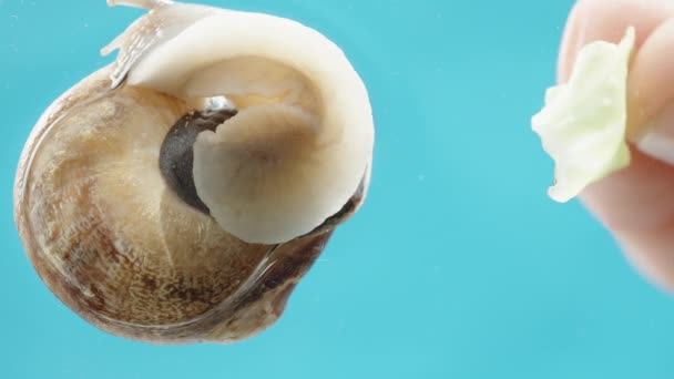 我给了蜗牛一片莴苣叶 但它畏畏缩缩地缩回它的壳里 蓝天背景下的底景 — 图库视频影像