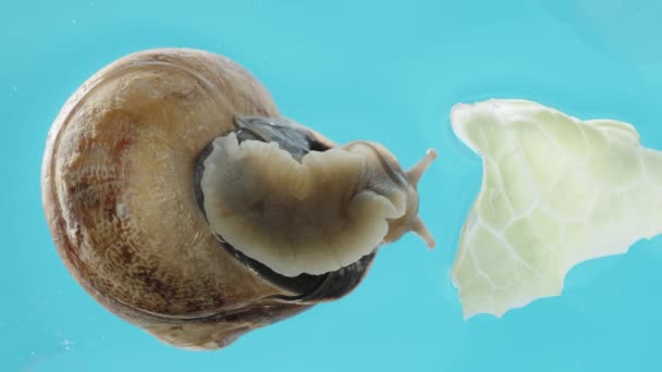 Snail Glass Blue Background Bottom View Turns Away Lettuce Leaf — Stock Video