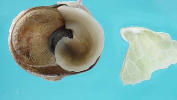 Csiga Kiemelkedik Kagylójából Felfelé Mászik Üvegen Eltávolodva Salátalevéltől Makró Nézet — Stock videók