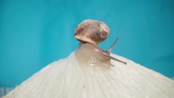 蜗牛靠着蓝色的背景爬在莴苣叶上 多利宏观射门 — 图库视频影像