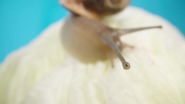 매크로 달팽이의 주변을보고 가까이 파란색 배경에 대하여 — 비디오