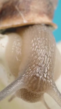 Dikey video. Salyangozun derisinin Macro dokusu, mavi arka planda bir marul yaprağının üzerinde sürünürken..