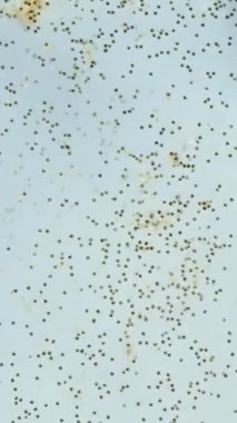 Dikey video. Ekranda soyutlama, beyaz suda yüzen altın parıltı, onları dağıtmak için bir fırça kullanıyorum, makro görünüm..