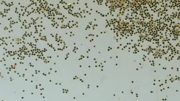 Abstrakcja Uroczyste Tło Złotego Brokatu Wypełnia Całą Ramę Jakby Pływały — Wideo stockowe