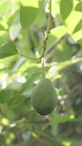 Vertical Video Solitary Avocado Fruit Tree Bathed Sunlight Slow Motion — Stock Video