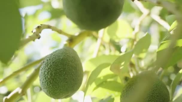 Крупный План Авокадо Дереве Окруженный Густой Листвой Купающийся Солнечном Свете — стоковое видео