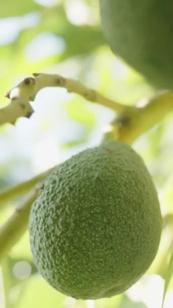 Vertical Video Close Avocado Tree Surrounded Dense Foliage Bathed Sunlight — Stock Video