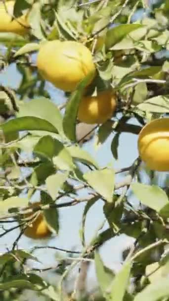 Vertikální Video Zralé Pomeranče Stromě Pozadí Modré Oblohy Panoramatický Výhled — Stock video