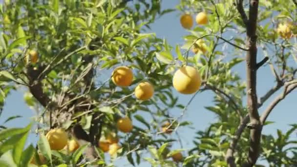 Jasné Pomeranče Ozařované Sluncem Proti Modré Obloze Stromě Sadu — Stock video