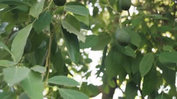 Abundancia Frutas Aguacate Colgando Rama Del Árbol Tiempo Cosecha — Vídeo de stock