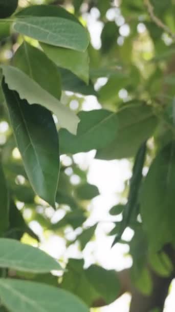 Vídeo Vertical Abundancia Frutas Aguacate Colgando Rama Del Árbol Tiempo — Vídeo de stock