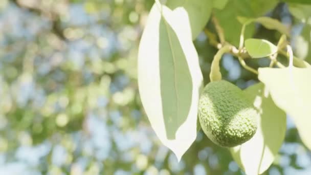 Ensam Avokadofrukt Hängande Från Trädgren Upplyst Solens Strålar Närbild Med — Stockvideo