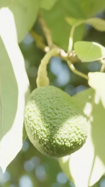 Vídeo Vertical Una Fruta Solitaria Aguacate Colgando Una Rama Árbol — Vídeo de stock
