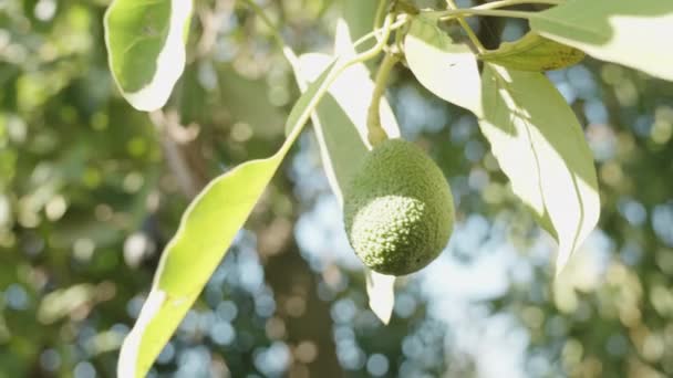 카메라 주위를 활기찬 햇빛으로 나무에 아보카도 — 비디오