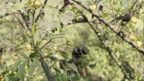 去年腐烂变质的柠檬在树枝上 旁边是熟透了的新鲜水果 — 图库视频影像