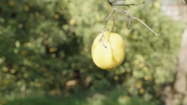 在柑橘园里 柠檬在明亮的阳光照射下在树枝上 慢动作特写 — 图库视频影像