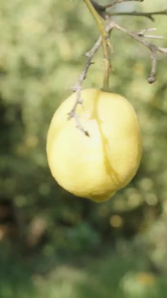Vertikální Video Citrusovém Sadu Citrony Větvi Osvětlené Jasným Slunečním Světlem — Stock video