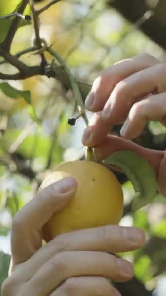 Video Verticale Mano Uomo Strappa Limone Dall Albero Con Movimenti — Video Stock