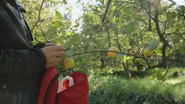 Uomo Raccoglie Limone Dal Ramo Mette Uno Zaino Rosso Raccogliendolo — Video Stock