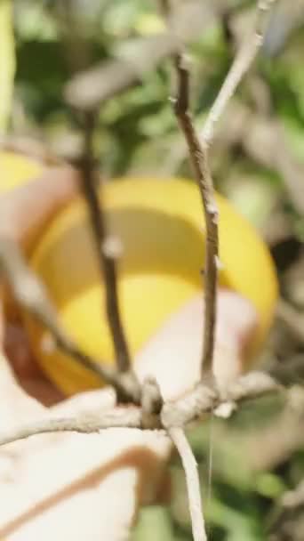 Вертикальне Відео Пов Чоловіча Рука Тягнеться Апельсина Дереві Пробиває Його — стокове відео
