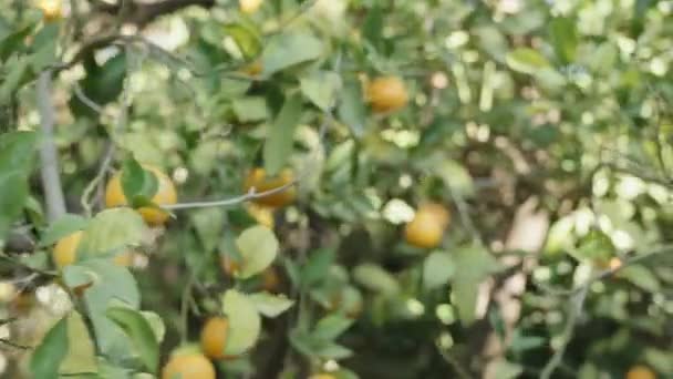 Panoramica Arancio Nel Frutteto Degli Agrumi Frutti Vibranti Pronti Raccolta — Video Stock