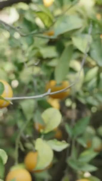 Video Verticale Panoramica Arancio Nel Frutteto Degli Agrumi Frutti Vibranti — Video Stock